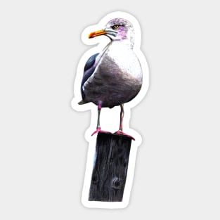 Seagull Sticker